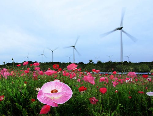 2009年 | フォトページカテゴリー | JWPA 風力発電フォトコンテスト