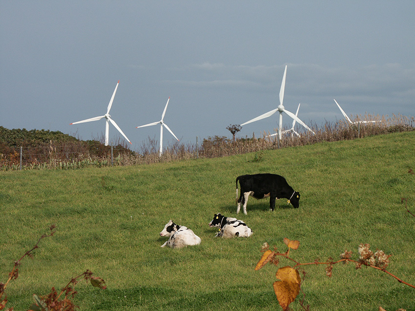 ③：風車とたわむれる放牧牛　中山　貴晴　撮影場所：北海道苫前郡