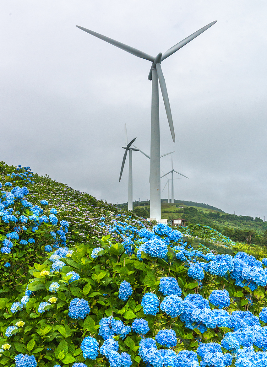 ⑦：花の中でガンバル　村上　翼　撮影場所：徳島県佐那河内村