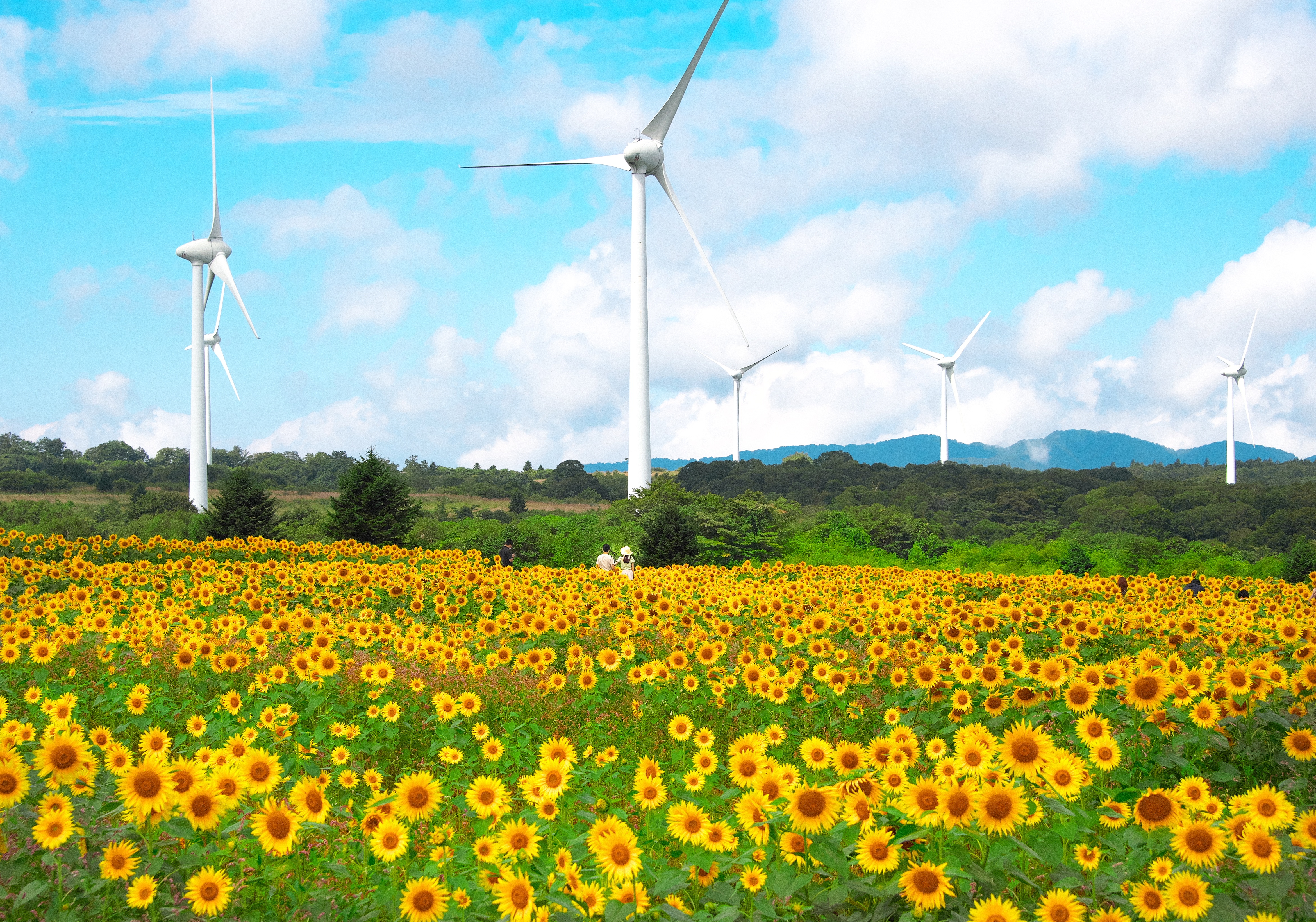 ⑦：ひまわりと風力発電　　撮影場所：福島県郡山市